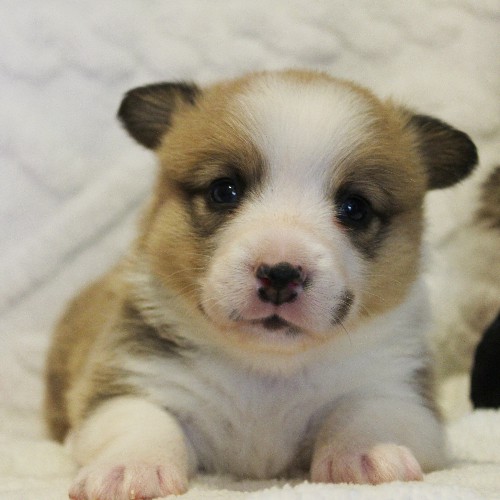 puppy, for, sale, Pembroke Welsh Corgi, Melvin  Fisher, dog, breeder, Coatesville, PA, dog-breeder, puppy-for-sale, forsale, nearby, find, puppyfind, locator, puppylocator, aca