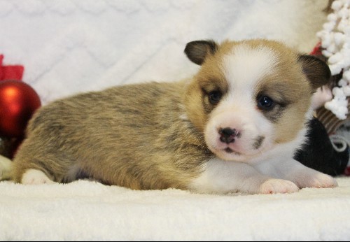 puppy, for, sale, Pembroke Welsh Corgi, Melvin  Fisher, dog, breeder, Coatesville, PA, dog-breeder, puppy-for-sale, forsale, nearby, find, puppyfind, locator, puppylocator, aca