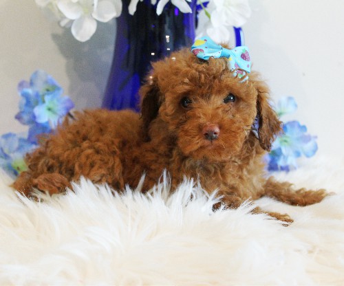 puppy, for, sale, Toy Poodle, Melvin  Fisher, dog, breeder, Coatesville, PA, dog-breeder, puppy-for-sale, forsale, nearby, find, puppyfind, locator, puppylocator, aca