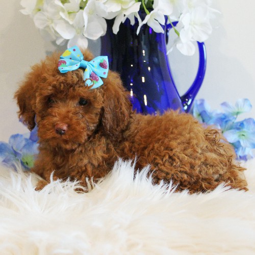 puppy, for, sale, Toy Poodle, Melvin  Fisher, dog, breeder, Coatesville, PA, dog-breeder, puppy-for-sale, forsale, nearby, find, puppyfind, locator, puppylocator, aca