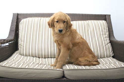 puppy, for, sale, Miniature Golden Retriever, Ivan J. Stoltzfus, dog, breeder, Dornsife, PA, dog-breeder, puppy-for-sale, forsale, nearby, find, puppyfind, locator, puppylocator, aca