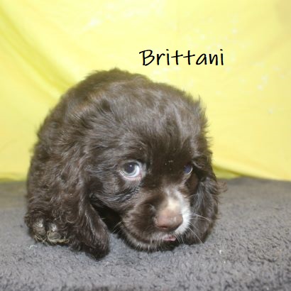 puppy, for, sale, Cocker Spaniel, Joe & Cherri  Overlease, dog, breeder, Miller, MO, dog-breeder, puppy-for-sale, forsale, nearby, find, puppyfind, locator, puppylocator, aca
