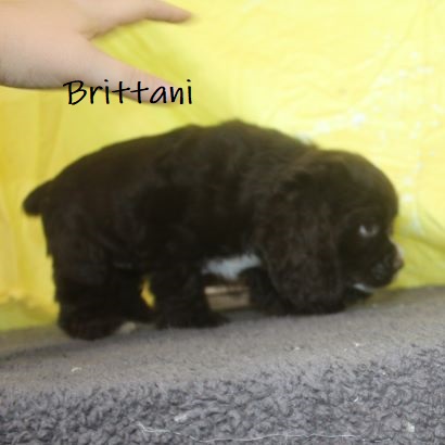 puppy, for, sale, Cocker Spaniel, Joe & Cherri  Overlease, dog, breeder, Miller, MO, dog-breeder, puppy-for-sale, forsale, nearby, find, puppyfind, locator, puppylocator, aca