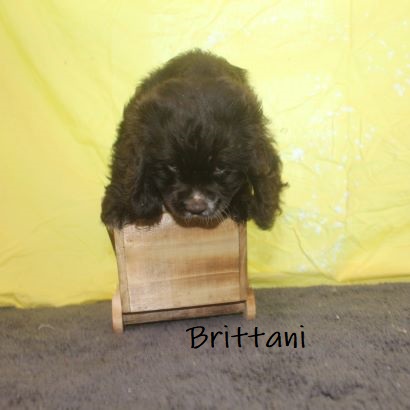 puppy, for, sale, Cocker Spaniel, Joe & Cherri  Overlease, dog, breeder, Miller, MO, dog-breeder, puppy-for-sale, forsale, nearby, find, puppyfind, locator, puppylocator, aca