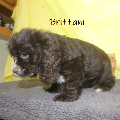 puppy, for, sale, Cocker Spaniel, Joe & Cherri  Overlease, dog, breeder, Miller, MO, dog-breeder, puppy-for-sale, forsale, nearby, find, puppyfind, locator, puppylocator, aca