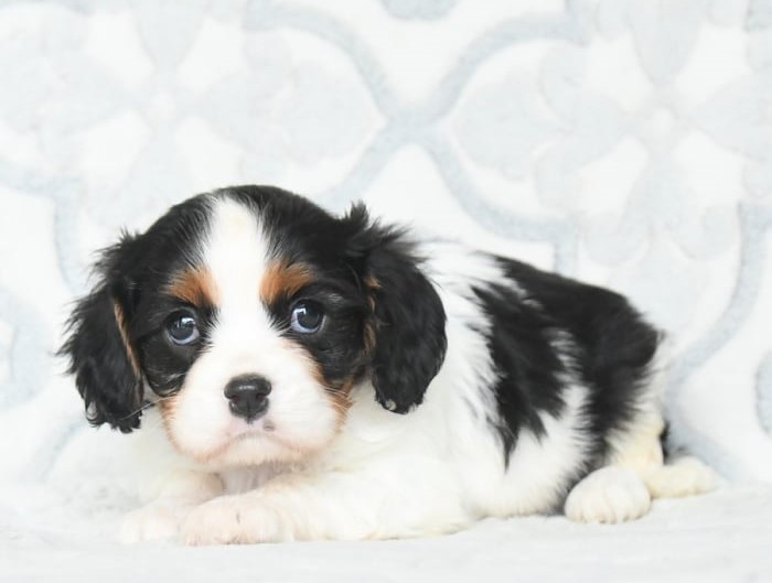 puppy, for, sale, Cavalier King Charles Spaniel, Lester S Stoltzfus, dog, breeder, Narvon, PA, dog-breeder, puppy-for-sale, forsale, nearby, find, puppyfind, locator, puppylocator, aca