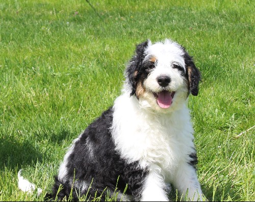 puppy, for, sale, Miniature Aussiedoodle, Amos  Smucker, dog, breeder, Kirkwood, PA, dog-breeder, puppy-for-sale, forsale, nearby, find, puppyfind, locator, puppylocator, aca