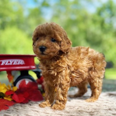puppy, for, sale, Toy Poodle, Daniel J. Stoltzfoos, dog, breeder, Coatesville, PA, dog-breeder, puppy-for-sale, forsale, nearby, find, puppyfind, locator, puppylocator, aca