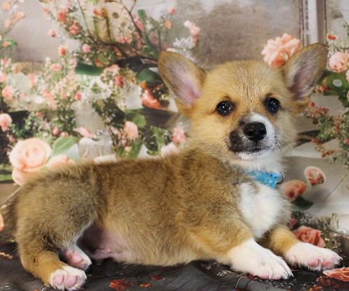 puppy, for, sale, Pembroke Welsh Corgi, Melvin  Fisher, dog, breeder, Coatesville, PA, dog-breeder, puppy-for-sale, forsale, nearby, find, puppyfind, locator, puppylocator, aca