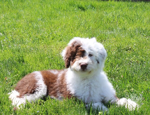puppy, for, sale, Miniature Aussiedoodle, Amos  Smucker, dog, breeder, Kirkwood, PA, dog-breeder, puppy-for-sale, forsale, nearby, find, puppyfind, locator, puppylocator, aca