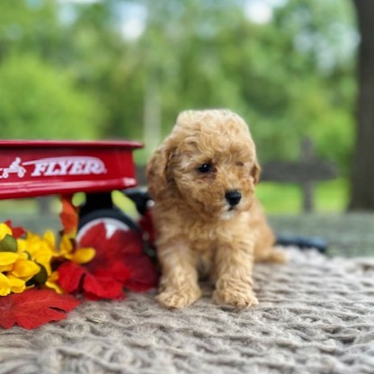 puppy, for, sale, Toy Poodle, Daniel J. Stoltzfoos, dog, breeder, Coatesville, PA, dog-breeder, puppy-for-sale, forsale, nearby, find, puppyfind, locator, puppylocator, aca