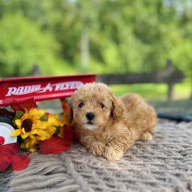 puppy, for, sale, Toy Poodle, Daniel J. Stoltzfoos, dog, breeder, Coatesville, PA, dog-breeder, puppy-for-sale, forsale, nearby, find, puppyfind, locator, puppylocator, aca