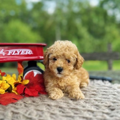 puppy, for, sale, Toy Poodle, Daniel J. Stoltzfoos, dog, breeder, Coatesville, PA, dog-breeder, puppy-for-sale, forsale, nearby, find, puppyfind, locator, puppylocator, aca