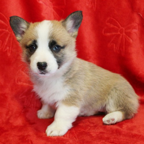 puppy, for, sale, Pembroke Welsh Corgi, Melvin  Fisher, dog, breeder, Coatesville, PA, dog-breeder, puppy-for-sale, forsale, nearby, find, puppyfind, locator, puppylocator, aca