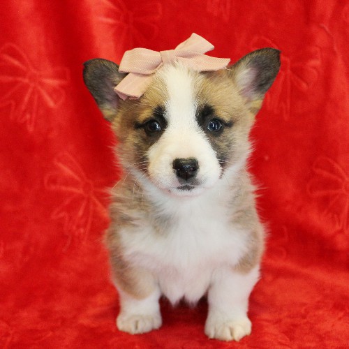puppy, for, sale, Pembroke Welsh Corgi, Melvin  Fisher, dog, breeder, Coatesville, PA, dog-breeder, puppy-for-sale, forsale, nearby, find, puppyfind, locator, puppylocator, aca