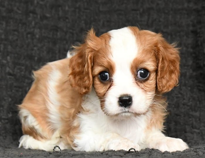puppy, for, sale, Cavalier King Charles Spaniel, Lester S Stoltzfus, dog, breeder, Narvon, PA, dog-breeder, puppy-for-sale, forsale, nearby, find, puppyfind, locator, puppylocator, aca
