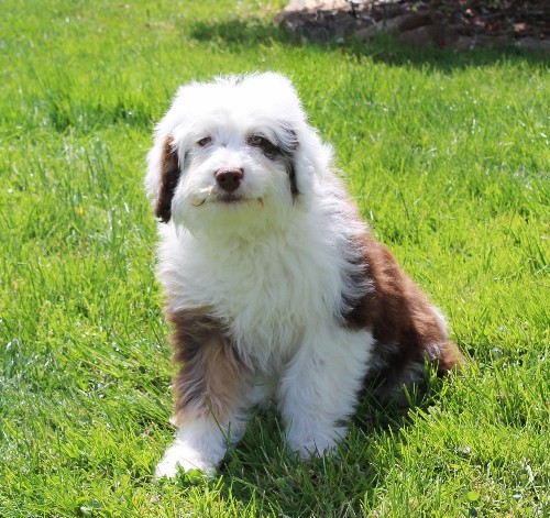 puppy, for, sale, Miniature Aussiedoodle, Amos  Smucker, dog, breeder, Kirkwood, PA, dog-breeder, puppy-for-sale, forsale, nearby, find, puppyfind, locator, puppylocator, aca