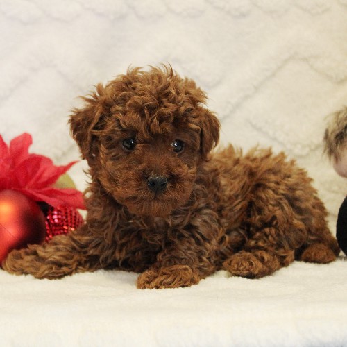 puppy, for, sale, Toy Poodle, Melvin  Fisher, dog, breeder, Coatesville, PA, dog-breeder, puppy-for-sale, forsale, nearby, find, puppyfind, locator, puppylocator, aca