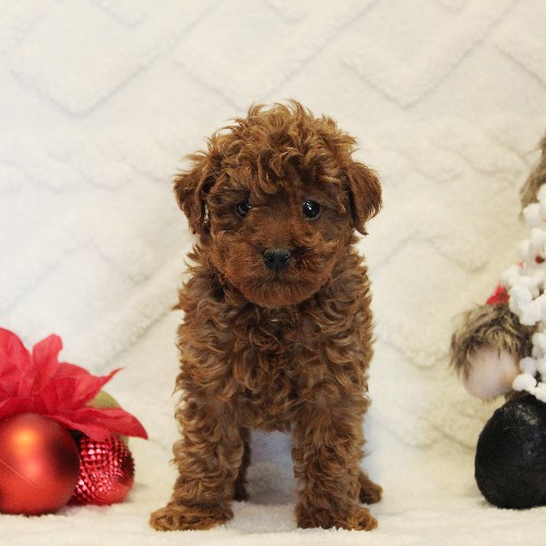 puppy, for, sale, Toy Poodle, Melvin  Fisher, dog, breeder, Coatesville, PA, dog-breeder, puppy-for-sale, forsale, nearby, find, puppyfind, locator, puppylocator, aca