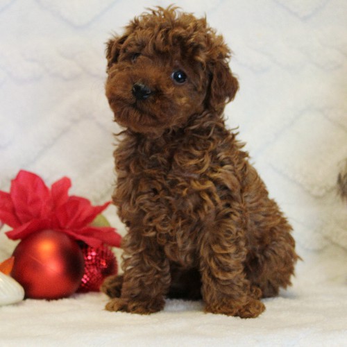 puppy, for, sale, Toy Poodle, Melvin  Fisher, dog, breeder, Coatesville, PA, dog-breeder, puppy-for-sale, forsale, nearby, find, puppyfind, locator, puppylocator, aca