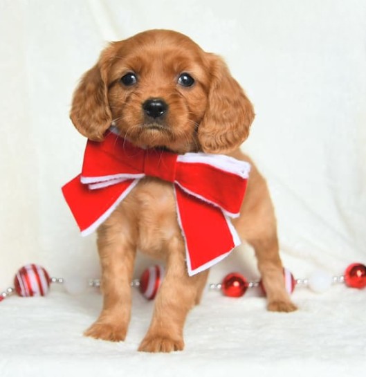 puppy, for, sale, Miniature Golden Retriever, Lester S Stoltzfus, dog, breeder, Narvon, PA, dog-breeder, puppy-for-sale, forsale, nearby, find, puppyfind, locator, puppylocator, aca