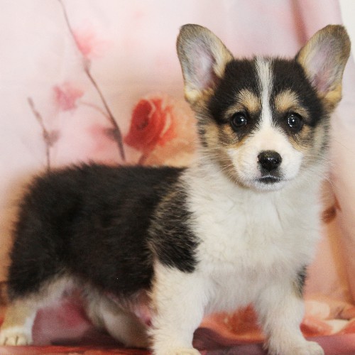 puppy, for, sale, Pembroke Welsh Corgi, Melvin  Fisher, dog, breeder, Coatesville, PA, dog-breeder, puppy-for-sale, forsale, nearby, find, puppyfind, locator, puppylocator, aca