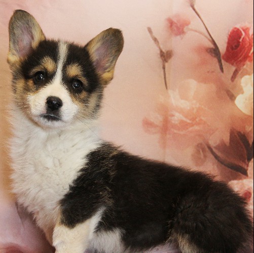 puppy, for, sale, Pembroke Welsh Corgi, Melvin  Fisher, dog, breeder, Coatesville, PA, dog-breeder, puppy-for-sale, forsale, nearby, find, puppyfind, locator, puppylocator, aca