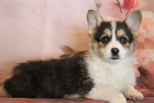 puppy, for, sale, Pembroke Welsh Corgi, Melvin  Fisher, dog, breeder, Coatesville, PA, dog-breeder, puppy-for-sale, forsale, nearby, find, puppyfind, locator, puppylocator, aca