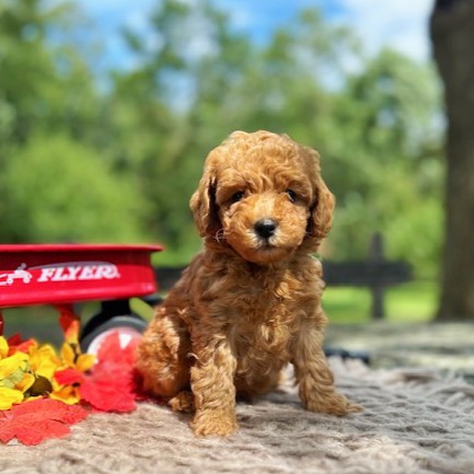 puppy, for, sale, Toy Poodle, Daniel J. Stoltzfoos, dog, breeder, Coatesville, PA, dog-breeder, puppy-for-sale, forsale, nearby, find, puppyfind, locator, puppylocator, aca