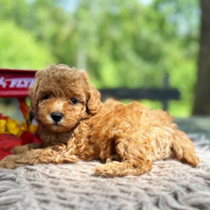 puppy, for, sale, Toy Poodle, Daniel J. Stoltzfoos, dog, breeder, Coatesville, PA, dog-breeder, puppy-for-sale, forsale, nearby, find, puppyfind, locator, puppylocator, aca