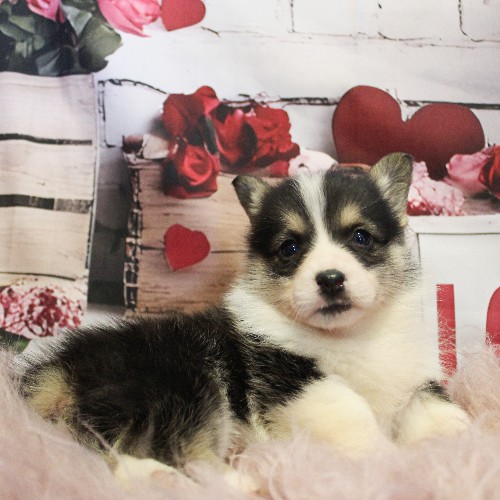 puppy, for, sale, Pembroke Welsh Corgi, Melvin  Fisher, dog, breeder, Coatesville, PA, dog-breeder, puppy-for-sale, forsale, nearby, find, puppyfind, locator, puppylocator, aca