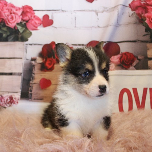 puppy, for, sale, Pembroke Welsh Corgi, Melvin  Fisher, dog, breeder, Coatesville, PA, dog-breeder, puppy-for-sale, forsale, nearby, find, puppyfind, locator, puppylocator, aca