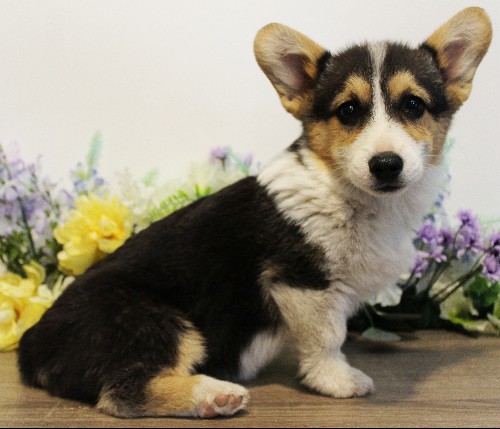 puppy, for, sale, Pembroke Welsh Corgi, Melvin  Fisher, dog, breeder, Coatesville, PA, dog-breeder, puppy-for-sale, forsale, nearby, find, puppyfind, locator, puppylocator, aca