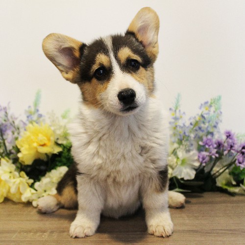 puppy, for, sale, Pembroke Welsh Corgi, Melvin  Fisher, dog, breeder, Coatesville, PA, dog-breeder, puppy-for-sale, forsale, nearby, find, puppyfind, locator, puppylocator, aca