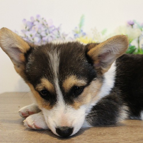 puppy, for, sale, Pembroke Welsh Corgi, Melvin  Fisher, dog, breeder, Coatesville, PA, dog-breeder, puppy-for-sale, forsale, nearby, find, puppyfind, locator, puppylocator, aca
