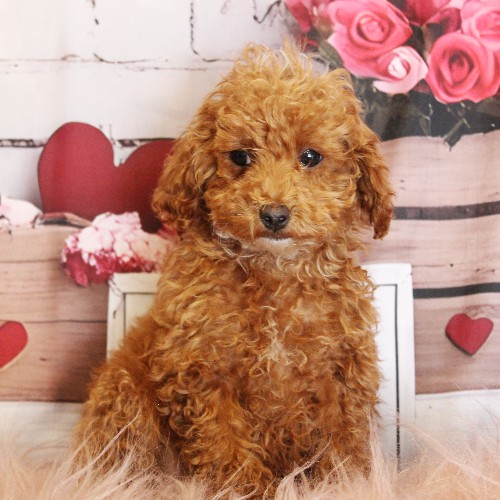 puppy, for, sale, Toy Poodle, Melvin  Fisher, dog, breeder, Coatesville, PA, dog-breeder, puppy-for-sale, forsale, nearby, find, puppyfind, locator, puppylocator, aca