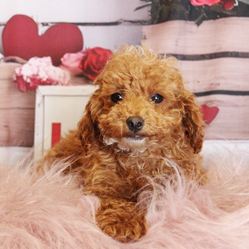 puppy, for, sale, Toy Poodle, Melvin  Fisher, dog, breeder, Coatesville, PA, dog-breeder, puppy-for-sale, forsale, nearby, find, puppyfind, locator, puppylocator, aca