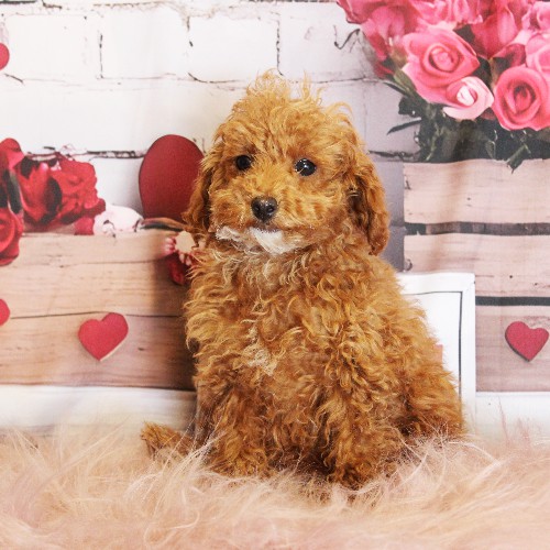 puppy, for, sale, Toy Poodle, Melvin  Fisher, dog, breeder, Coatesville, PA, dog-breeder, puppy-for-sale, forsale, nearby, find, puppyfind, locator, puppylocator, aca