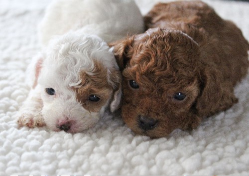 puppy, for, sale, Cavapoo, Daniel J. Stoltzfoos, dog, breeder, Coatesville, PA, dog-breeder, puppy-for-sale, forsale, nearby, find, puppyfind, locator, puppylocator, aca