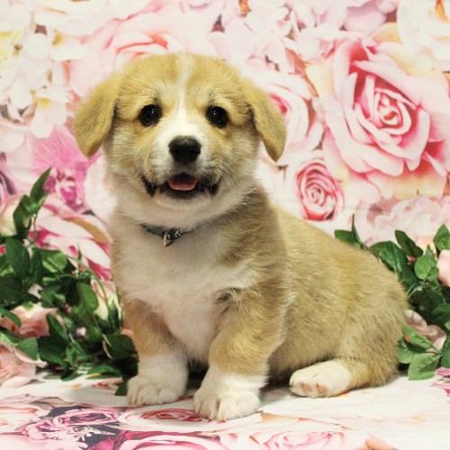 puppy, for, sale, Pembroke Welsh Corgi, Melvin  King, dog, breeder, Honey Brook, PA, dog-breeder, puppy-for-sale, forsale, nearby, find, puppyfind, locator, puppylocator, aca