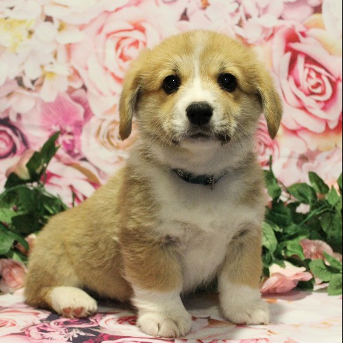 puppy, for, sale, Pembroke Welsh Corgi, Melvin  King, dog, breeder, Honey Brook, PA, dog-breeder, puppy-for-sale, forsale, nearby, find, puppyfind, locator, puppylocator, aca