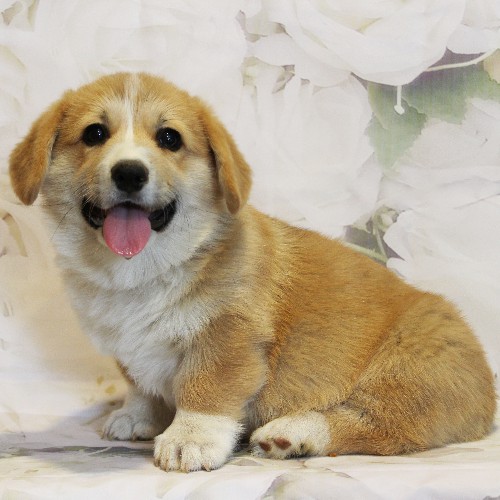puppy, for, sale, Pembroke Welsh Corgi, Melvin  King, dog, breeder, Honey Brook, PA, dog-breeder, puppy-for-sale, forsale, nearby, find, puppyfind, locator, puppylocator, aca