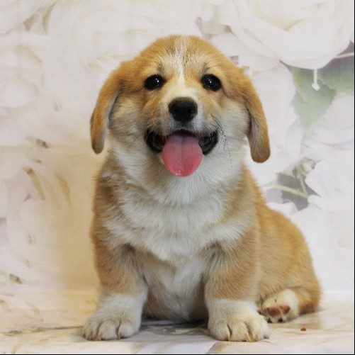 puppy, for, sale, Pembroke Welsh Corgi, Melvin  King, dog, breeder, Honey Brook, PA, dog-breeder, puppy-for-sale, forsale, nearby, find, puppyfind, locator, puppylocator, aca