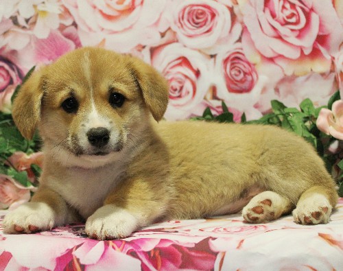 puppy, for, sale, Pembroke Welsh Corgi, Melvin  King, dog, breeder, Honey Brook, PA, dog-breeder, puppy-for-sale, forsale, nearby, find, puppyfind, locator, puppylocator, aca