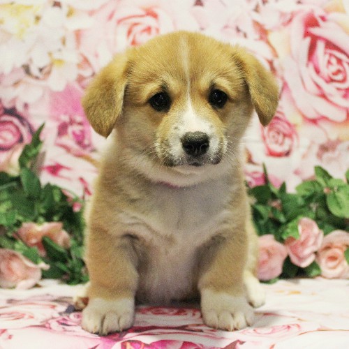 puppy, for, sale, Pembroke Welsh Corgi, Melvin  King, dog, breeder, Honey Brook, PA, dog-breeder, puppy-for-sale, forsale, nearby, find, puppyfind, locator, puppylocator, aca