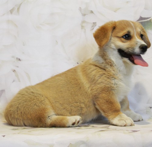 puppy, for, sale, Pembroke Welsh Corgi, Melvin  King, dog, breeder, Honey Brook, PA, dog-breeder, puppy-for-sale, forsale, nearby, find, puppyfind, locator, puppylocator, aca