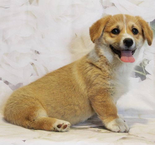 puppy, for, sale, Pembroke Welsh Corgi, Melvin  King, dog, breeder, Honey Brook, PA, dog-breeder, puppy-for-sale, forsale, nearby, find, puppyfind, locator, puppylocator, aca