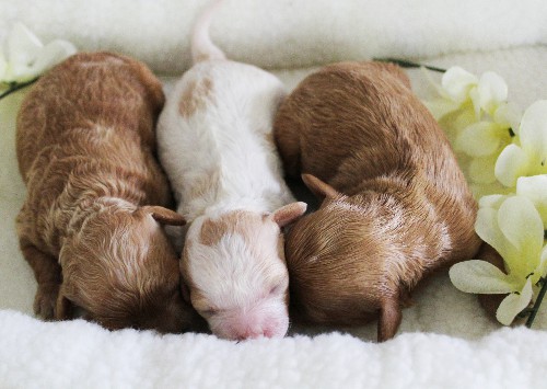 puppy, for, sale, Cavapoo, Daniel J. Stoltzfoos, dog, breeder, Coatesville, PA, dog-breeder, puppy-for-sale, forsale, nearby, find, puppyfind, locator, puppylocator, aca
