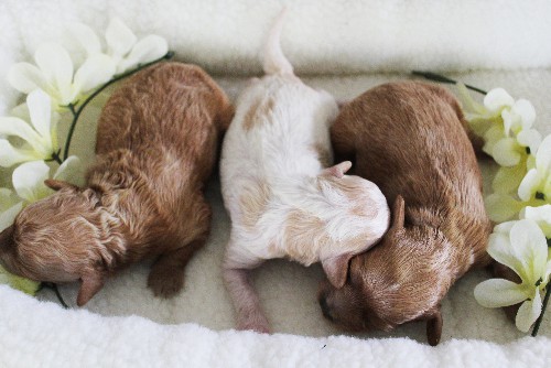 puppy, for, sale, Cavapoo, Daniel J. Stoltzfoos, dog, breeder, Coatesville, PA, dog-breeder, puppy-for-sale, forsale, nearby, find, puppyfind, locator, puppylocator, aca