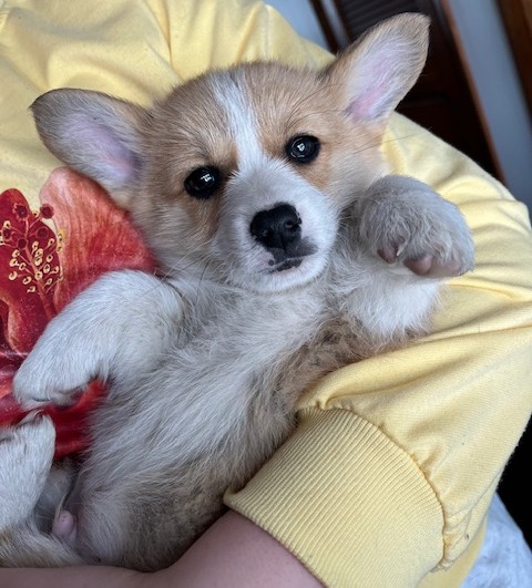 puppy, for, sale, Pembroke Welsh Corgi, Melvin  Fisher, dog, breeder, Coatesville, PA, dog-breeder, puppy-for-sale, forsale, nearby, find, puppyfind, locator, puppylocator, aca